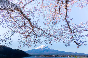 朝焼けの田貫湖から桜と富士山