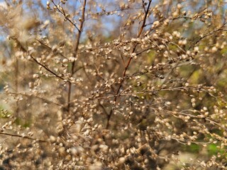 갈색 메마른 나뭇가지 백그라운드
