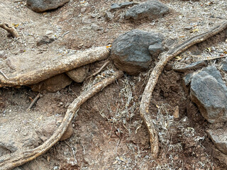 A pile of rocks and a tree stump with roots sticking out of the ground
