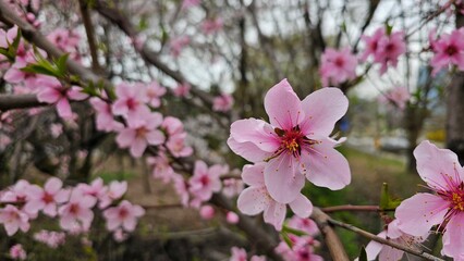 한국의 봄날 화사하게 만개한 아름다운 꽃 클로즈업