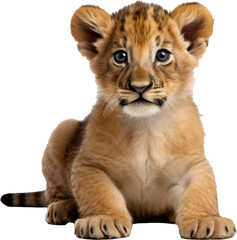 lion cub isolated on white or transparent background,transparency