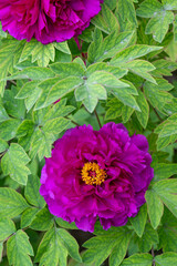 purple peony flower