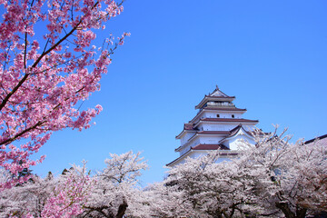 鶴ヶ城と満開の桜