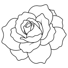 white rose isolated on white