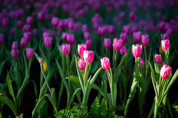 Trees and flowers in nature, good weather