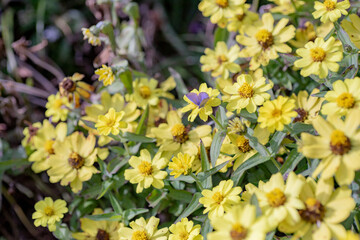 花にとまる蝶々