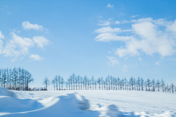 冬の北海道 - obrazy, fototapety, plakaty