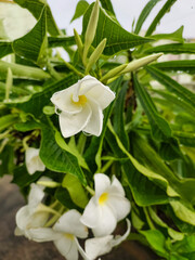 Beautiful white flowers blooming in garden,nature photography, natural gardening background, floral wallpaper 