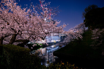 東京都の夜桜と池に反射するビル - obrazy, fototapety, plakaty