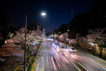 東京都の夜桜、桜並木を走る車