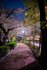 東京都の夜桜