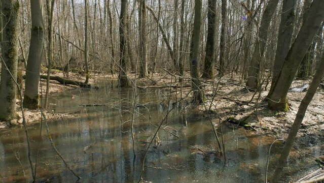 Natural Swamps Park Lifestyle Nature. Swamp Water Flooded Roots. Steadicam Shot.