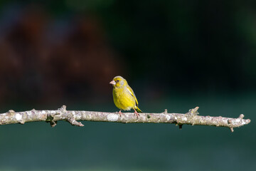 A European Greenfinch ( Chloris chloris) perched on a tree branch with a blurred background.