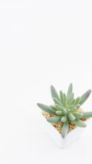 植物　多肉植物　観葉植物　背景　白背景　コピースペース　縦型