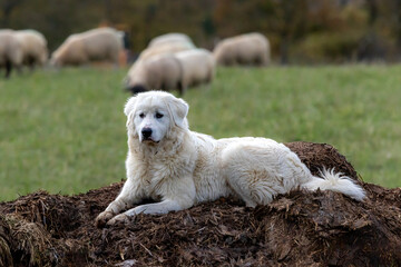 A Maremma guardian sheepdog sitting on a muck heap with blurred sheep in the background.