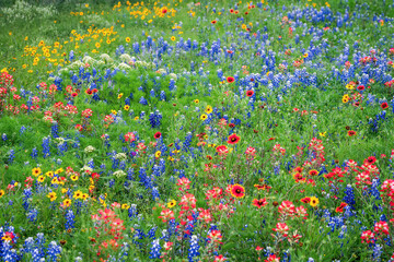 Spring wildflowers in Llano, Texas 