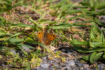 A Wall brown butterfly (Lasiommata megera) on green grass.