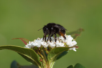 Close up female black hairy-footed flower bee (Anthophora plumipes) on white flowers of Laurustinus or laurustine (Viburnum tinus). Dutch garden. Spring, April, Netherlands