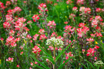 Spring wildflowers in Llano, Texas 