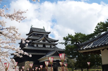 桜の花と松江城