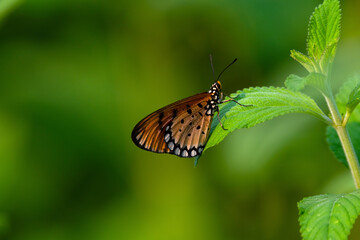 An oriental striped tiger (Danaus genutia genutia) is one of the common butterflies of grasslands...