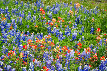 Spring wildflowers in Llano, Texas 