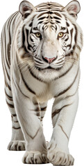 Fototapeta na wymiar white tiger isolated on white or transparent background,transparency