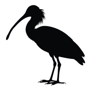 recommend clip art: silhouette of spoonbill on white