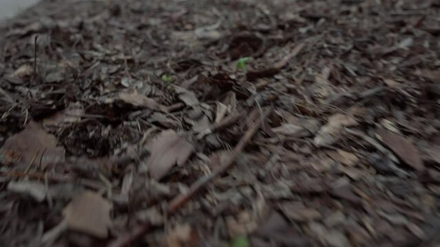 Camera slithering movement on the leaves into the black hole at the wall.