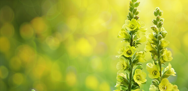 Banner with vibrant yellow mullein flowers against a blurred sunny nature background. Header, copy space