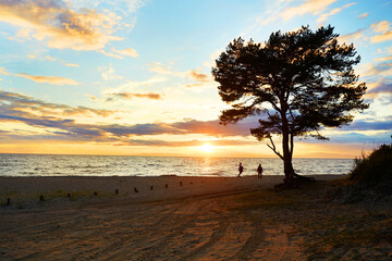 Beautiful summer sunset on Lake Baikal. Sandy beach, pine tree on the shore.