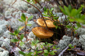 Russula mushrooms grows on moss in the forest.  - obrazy, fototapety, plakaty