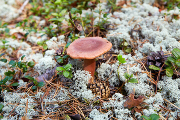 Mushroom grows on moss in the forest. 
