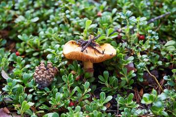 A yellow edible mushroom russula and a red lingonberries in the forest. Natural background, selective focus. - obrazy, fototapety, plakaty