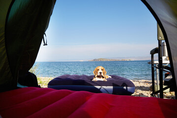 A beagle dog is resting on an air mattress on the shore of a lake. The view from the tent....
