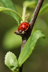 a red ladybug on a green leaf