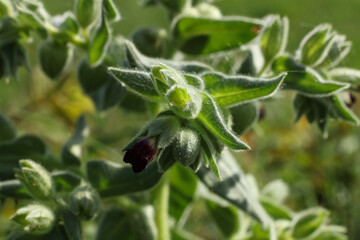 Close up of a flower of nonea pulla in bloom