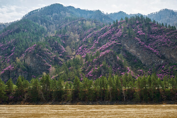 Mountain slopes covered with blooming Rhododendron dauricum bushes with flowers near Altai river Katun. - 784263421