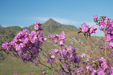 Rhododendron dauricum flowers with background of mountain slopes and blue sky. - 784263627