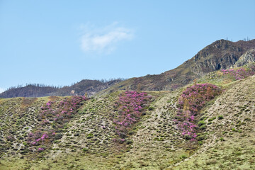Mountain slopes covered with blooming Rhododendron dauricum bushes with flowers near Altai river Katun. - 784264042