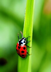 Obraz premium ladybug on a green leaf, Illustration AI Generative.