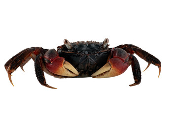  Close up of a apple crab