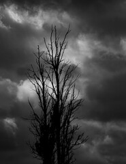 Bare tree silhouetted against a stormy overcast sky image in monochrome in vertical format for...