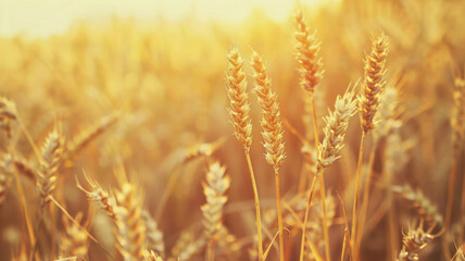 Fototapeta premium Stunning Wheat Field on a Sunny Day