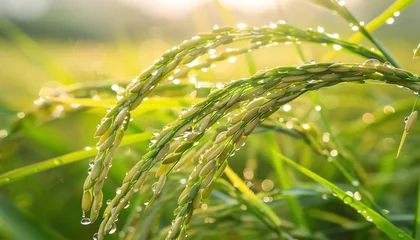 Zelfklevend Fotobehang A closeup view of fresh dew drops glistening on the green stalks of a rice plant in the early light of dawn © Creative_Bringer