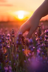 A gentle hand brushes through a field of lavender flowers during a serene sunset