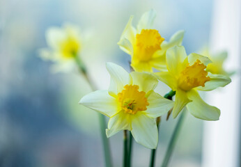 Naklejka na ściany i meble Yellow daffodils on a blurred background.