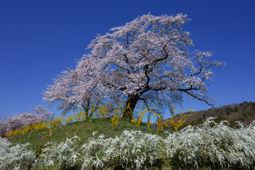 青空に映える満開の桜、レンギョウとユキヤナギの花のコントラスト