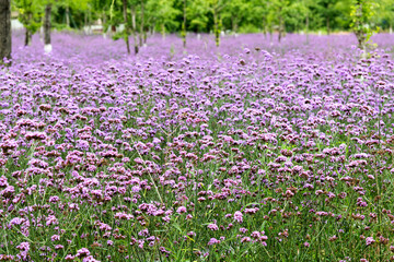 Background of purple verbena flowers