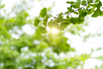 Background of ginkgo tree leaves